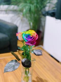 Rainbow roses